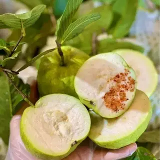 Hình ảnh Ổi nữ hoàng 350gr