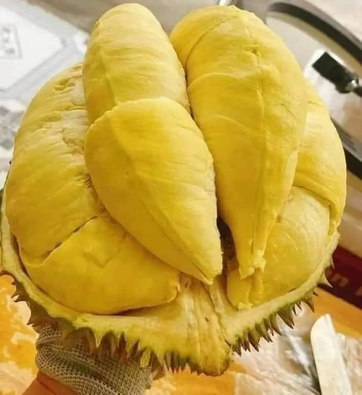 Hình ảnh Sầu riêng cơm Thái