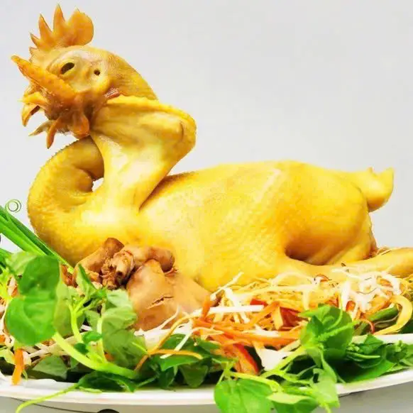 Hình ảnh GÀ TA TAM KỲ OGATA - Trần Khắc Chân