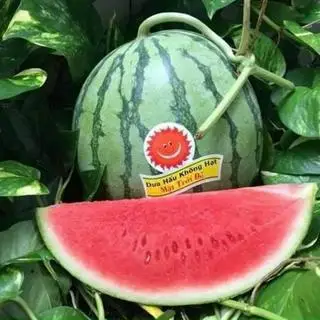 Hình ảnh Ép dưa hấu
