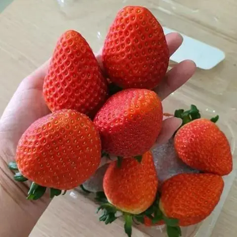 Hình ảnh Trái Cây Nhập Khẩu Golden Fruits - Hoàng Văn Thụ
