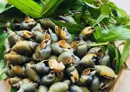 Hình ảnh Ốc cà na hấp sả
