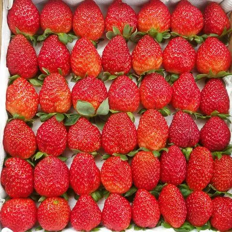 Hình ảnh NA FRUITS BOX - Trái Cây Tươi Cắt Sẵn - Đường Số 7