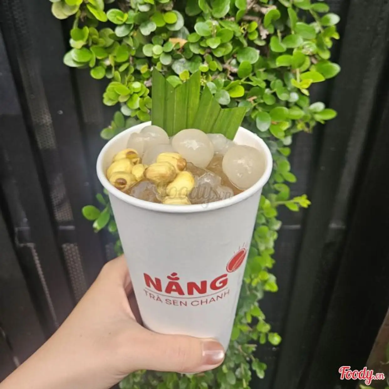Hình ảnh Trà nhãn hạt sen