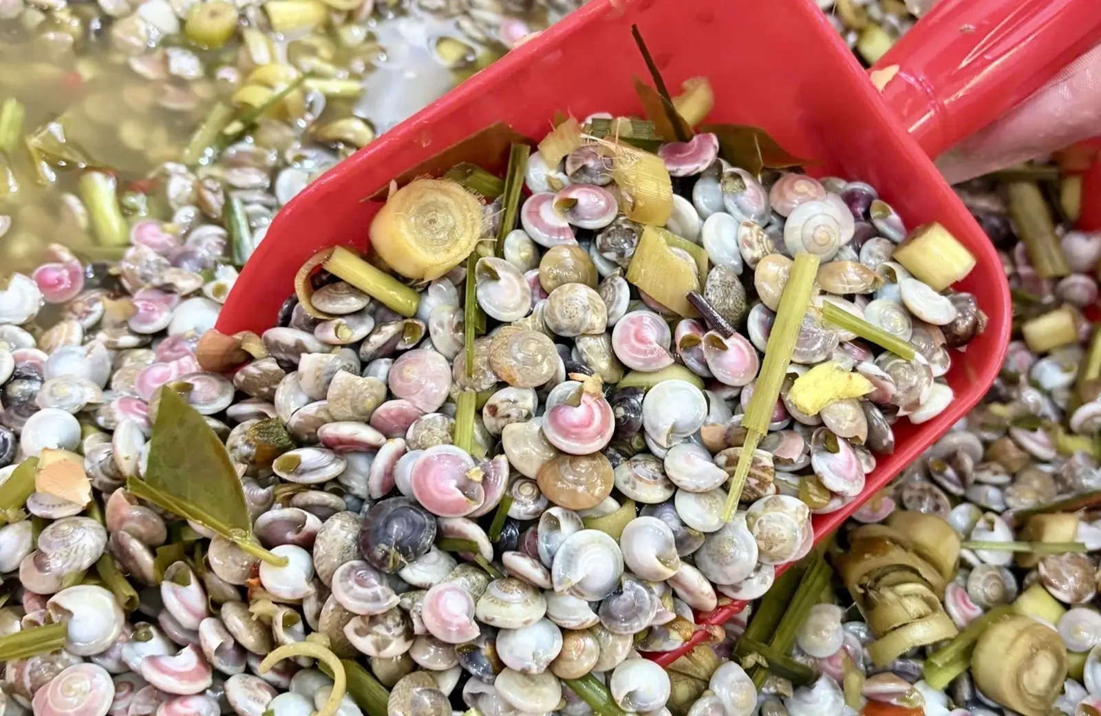 Ảnh bìa Ốc Ruốc Quảng Ngãi - Phan Văn Trị