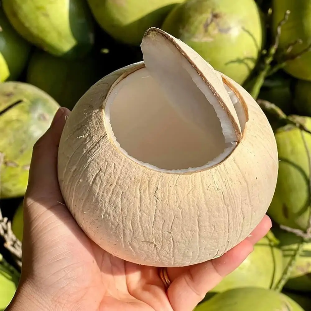 Ảnh bìa Dừa Xiêm Bến Tre & Nước Mía Nguyên Chất - Xuân Đỉnh
